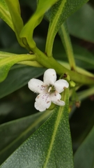 Myoporum tenuifolium