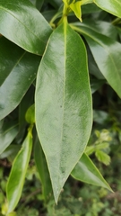 Myoporum tenuifolium