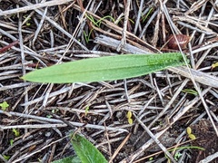 Caladenia stricta