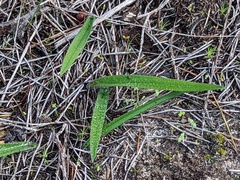 Caladenia stricta
