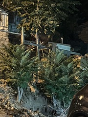 Ailanthus altissima