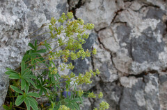 Alchemilla nitida