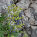 Silver Lady's Mantle - Photo (c) Nicolas Schwab, some rights reserved (CC BY-NC), uploaded by Nicolas Schwab