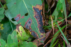 Pseudorhytisma bistortae