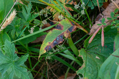 Pseudorhytisma bistortae