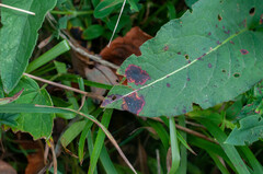 Pseudorhytisma bistortae