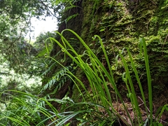 Haplopteris flexuosa