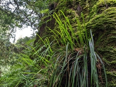 Haplopteris flexuosa