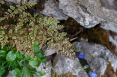 Hyalopsora polypodii