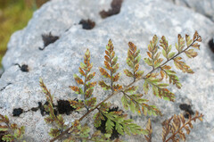 Hyalopsora polypodii