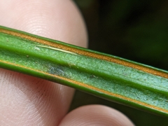 Haplopteris flexuosa