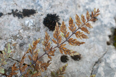 Hyalopsora polypodii