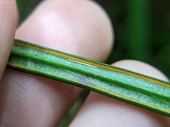 Haplopteris flexuosa