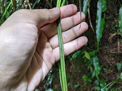Haplopteris flexuosa