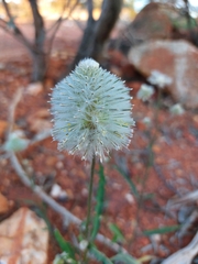 Ptilotus xerophilus