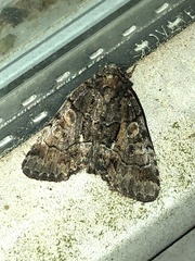 Chytonix sensilis
