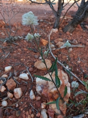 Ptilotus xerophilus