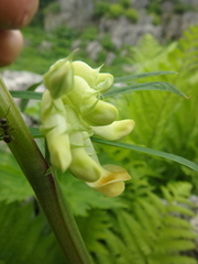 Vicia balansae