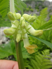 Vicia balansae