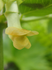 Vicia balansae