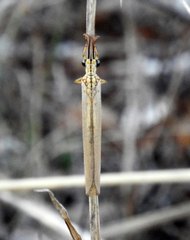 Myrmecaelurus