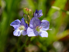 Veronica americana