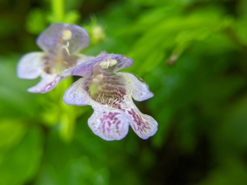 Glechoma grandis (A.Gray) Kuprian.