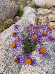 Aster flaccidus