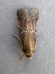 Uncinus obductella