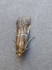 Uncinus obductella