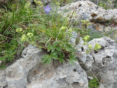 Campanula tridentata