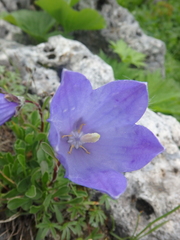 Campanula tridentata
