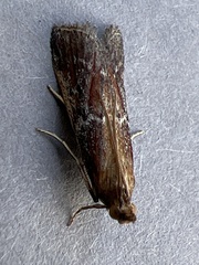 Uncinus obductella