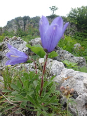 Campanula tridentata