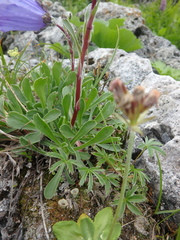 Campanula tridentata