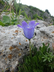 Campanula tridentata