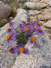 Aster flaccidus