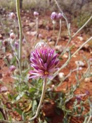 Ptilotus helipteroides