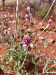Ptilotus helipteroides