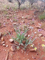Ptilotus helipteroides