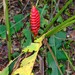 Heliconia imbricata - Photo (c) Nick Helme, some rights reserved (CC BY-SA), uploaded by Nick Helme