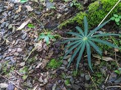 Paris polyphylla stenophylla