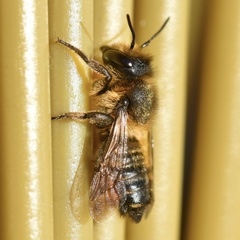 Megachile versicolor