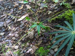 Paris polyphylla stenophylla
