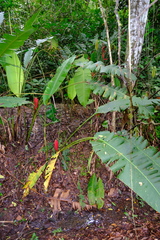 Heliconia imbricata