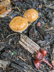 Amanita xanthocephala