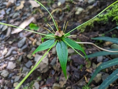 Paris polyphylla stenophylla