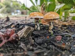 Amanita xanthocephala