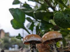 Amanita xanthocephala