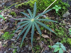 Paris polyphylla stenophylla